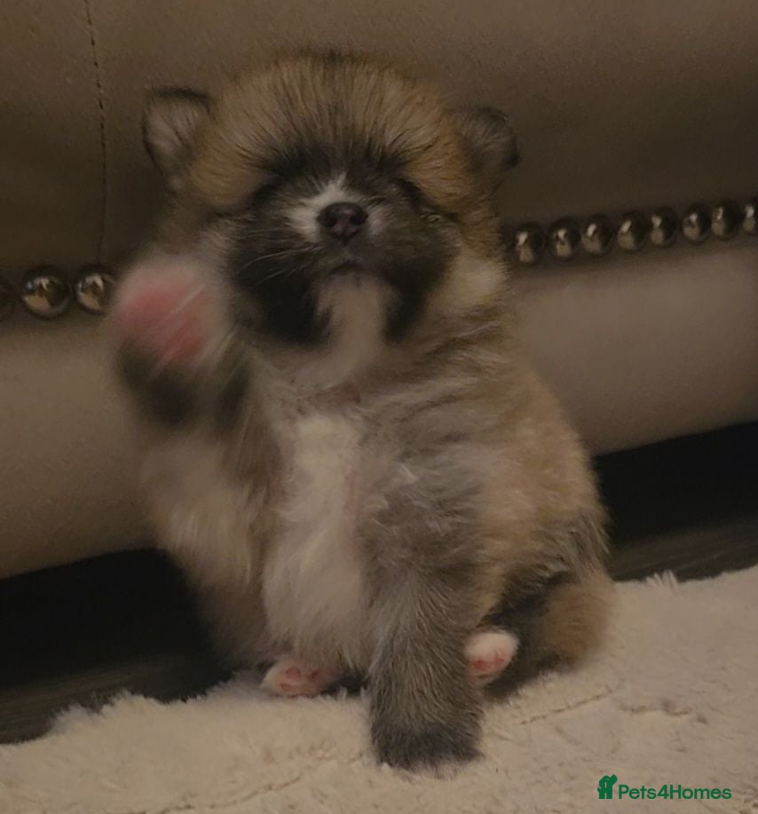 Pomeranian dogs The most adorable boys! 🐾 🐾 🐾 🐾   - Advert 1