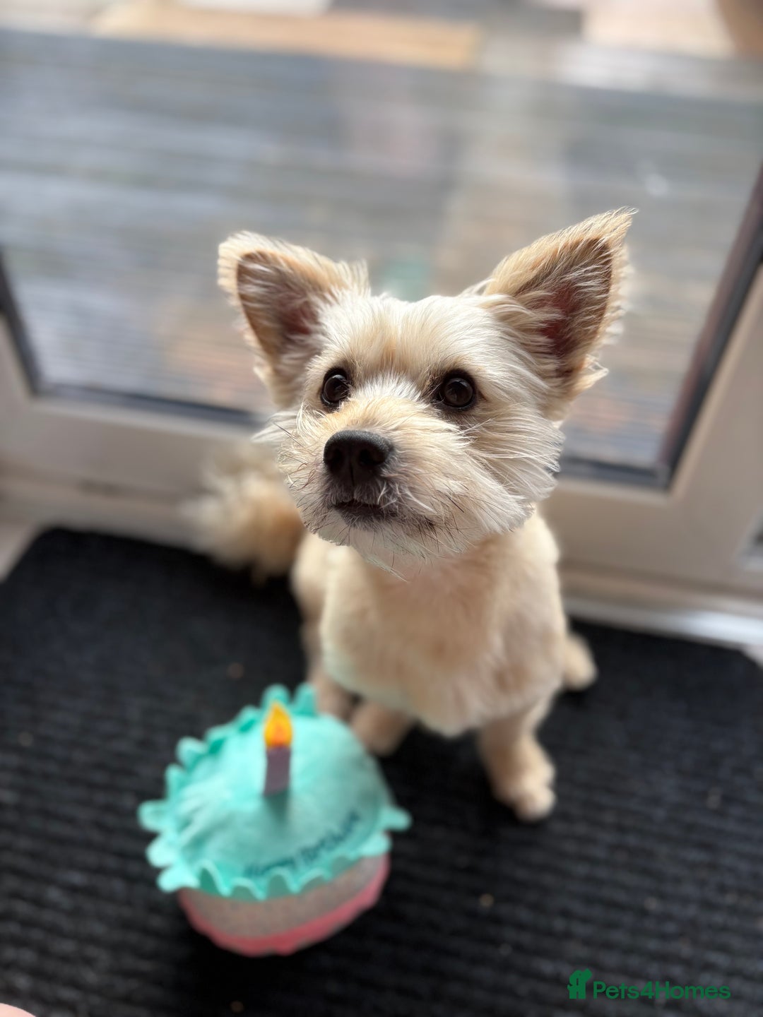 Mixed Breed dogs for sale: Yorkie x Pomeranian, looking for his forever home - Advert 3