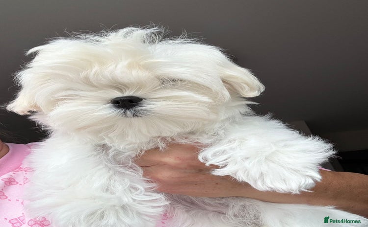 Maltese dogs in Leven - Advert 1