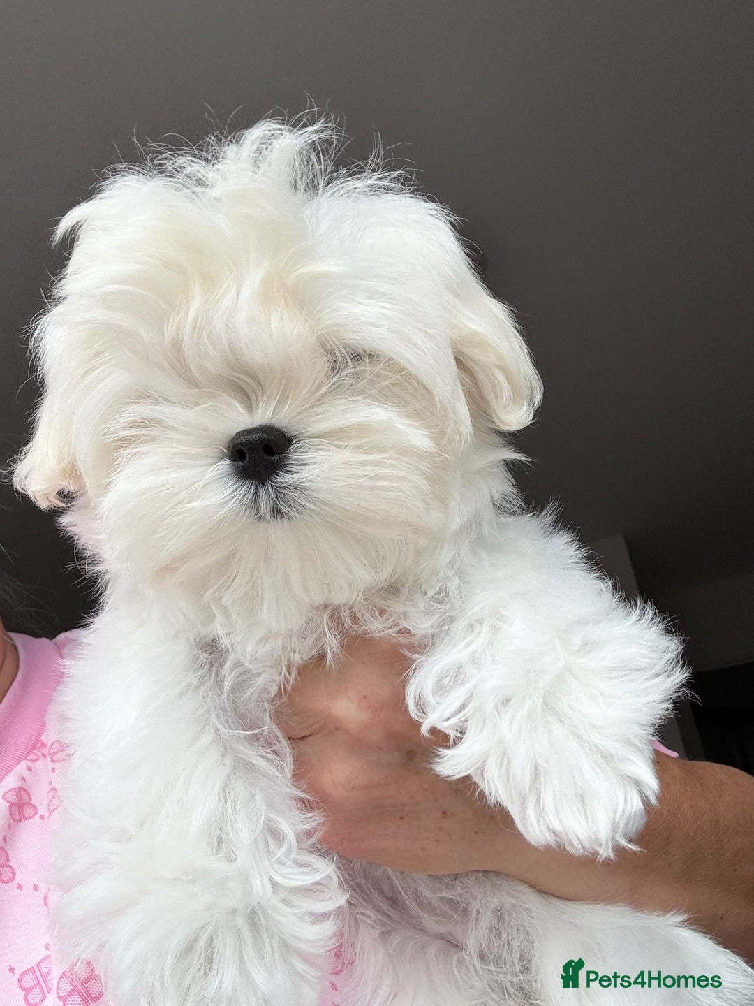 Maltese dogs for sale: 💎 KC Korean Maltese Girls 💎 DNA tested parents. in Leven - Image 2