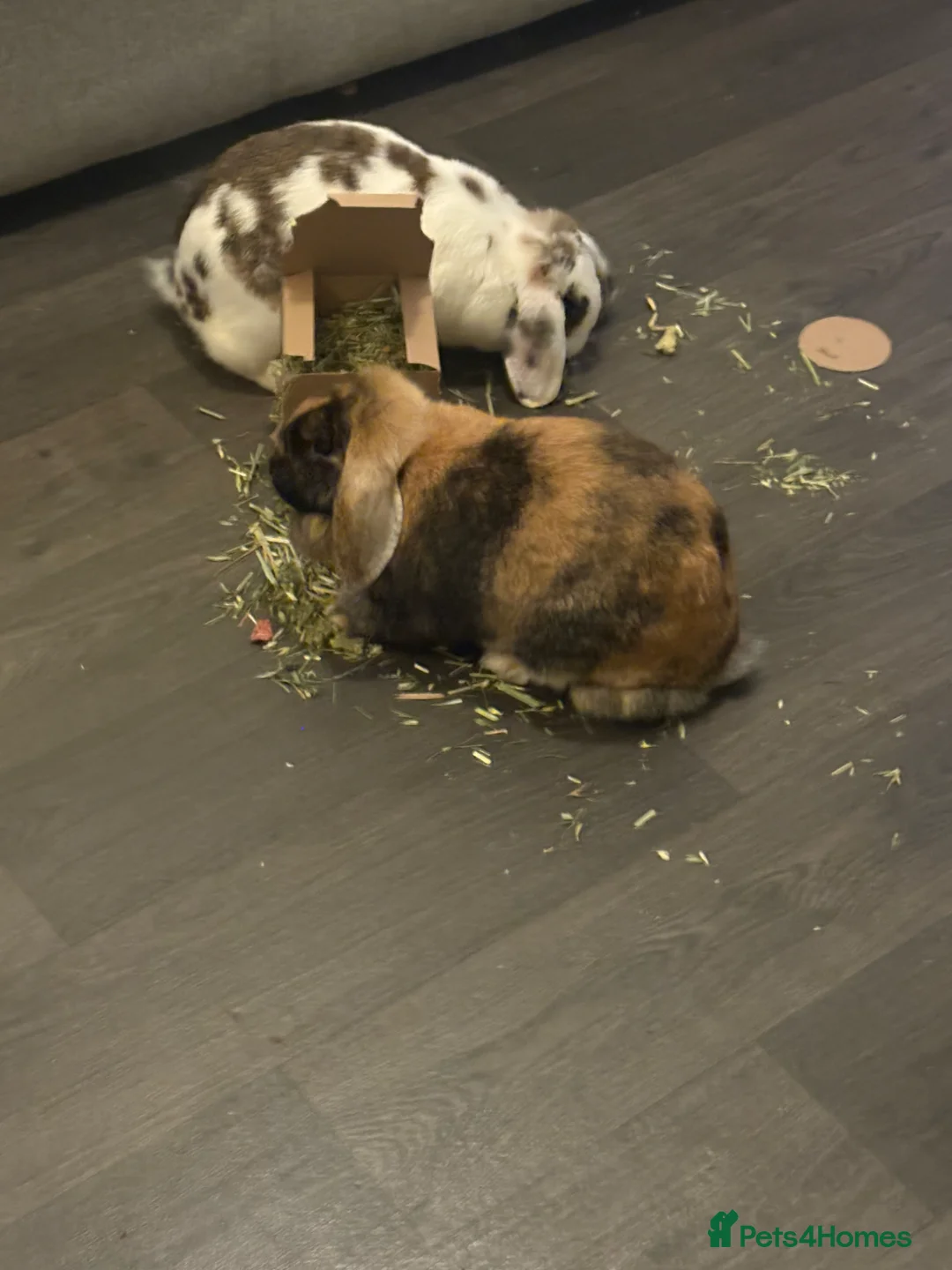 Mini Lop rabbits for sale: 2 sister mini lops  - Advert 7