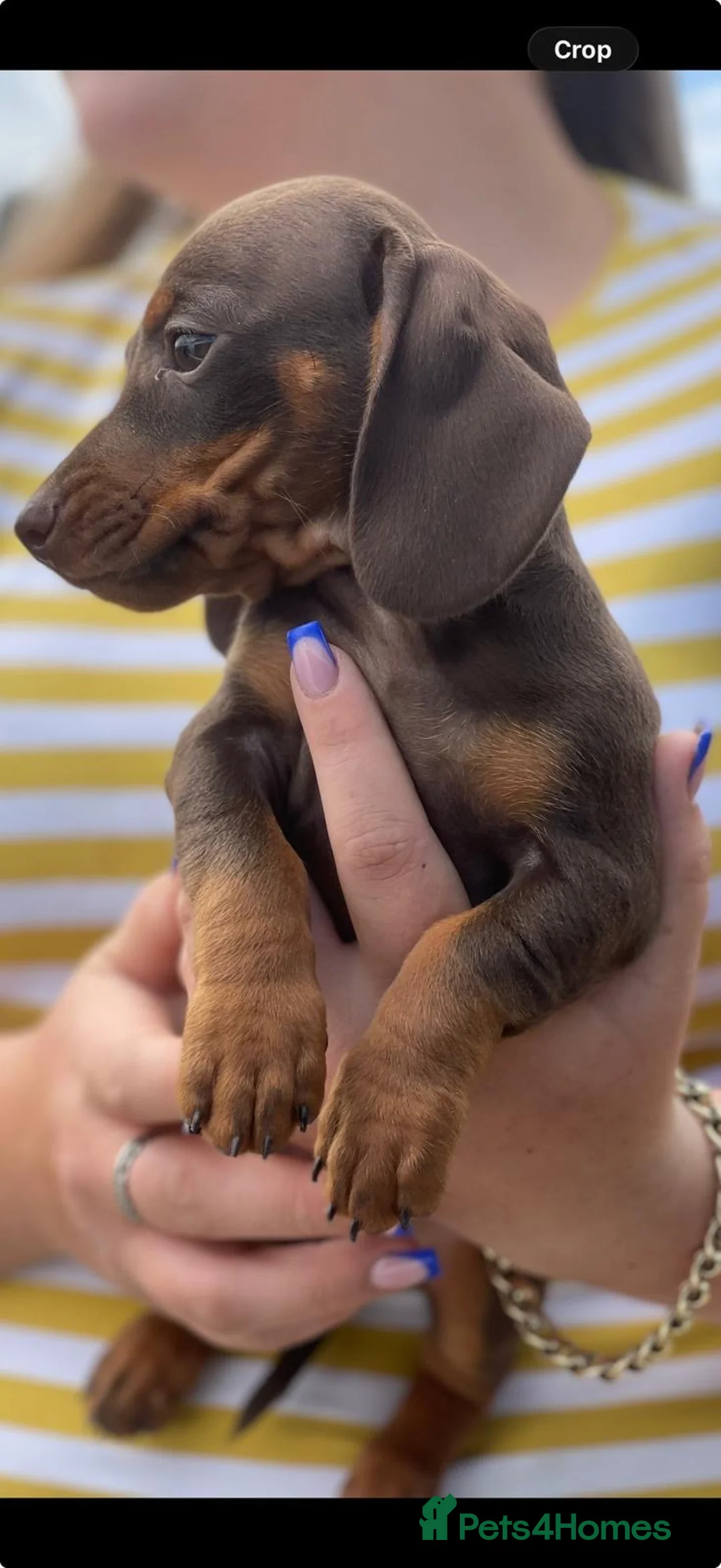 Dachshund dogs for sale: Darling Dachshunds 🌟 - Advert 9