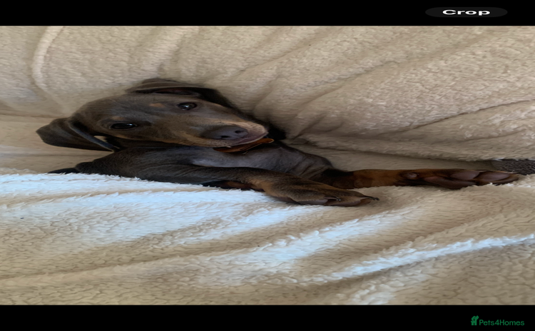 Dachshund dogs - Advert 6