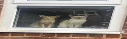 Oriental cats for sale: Oriental Brown ticked tabby  - Advert 5