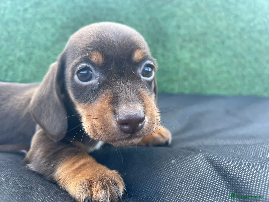 Dachshund dogs for sale: 3 adorable dachsund puppies ready for new home! - Advert 8