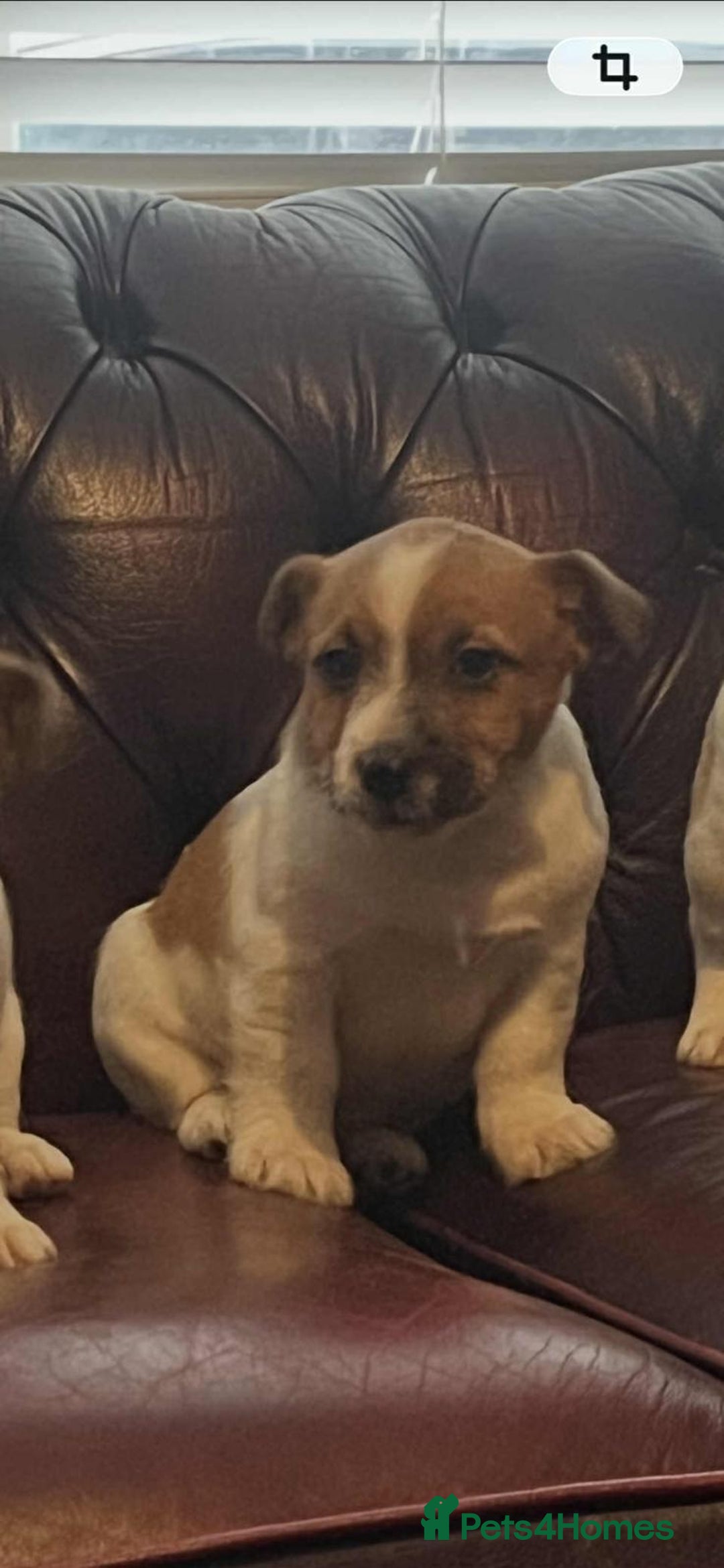 Jack Russell dogs for sale: Jack Russell Puppy’s  - Advert 3