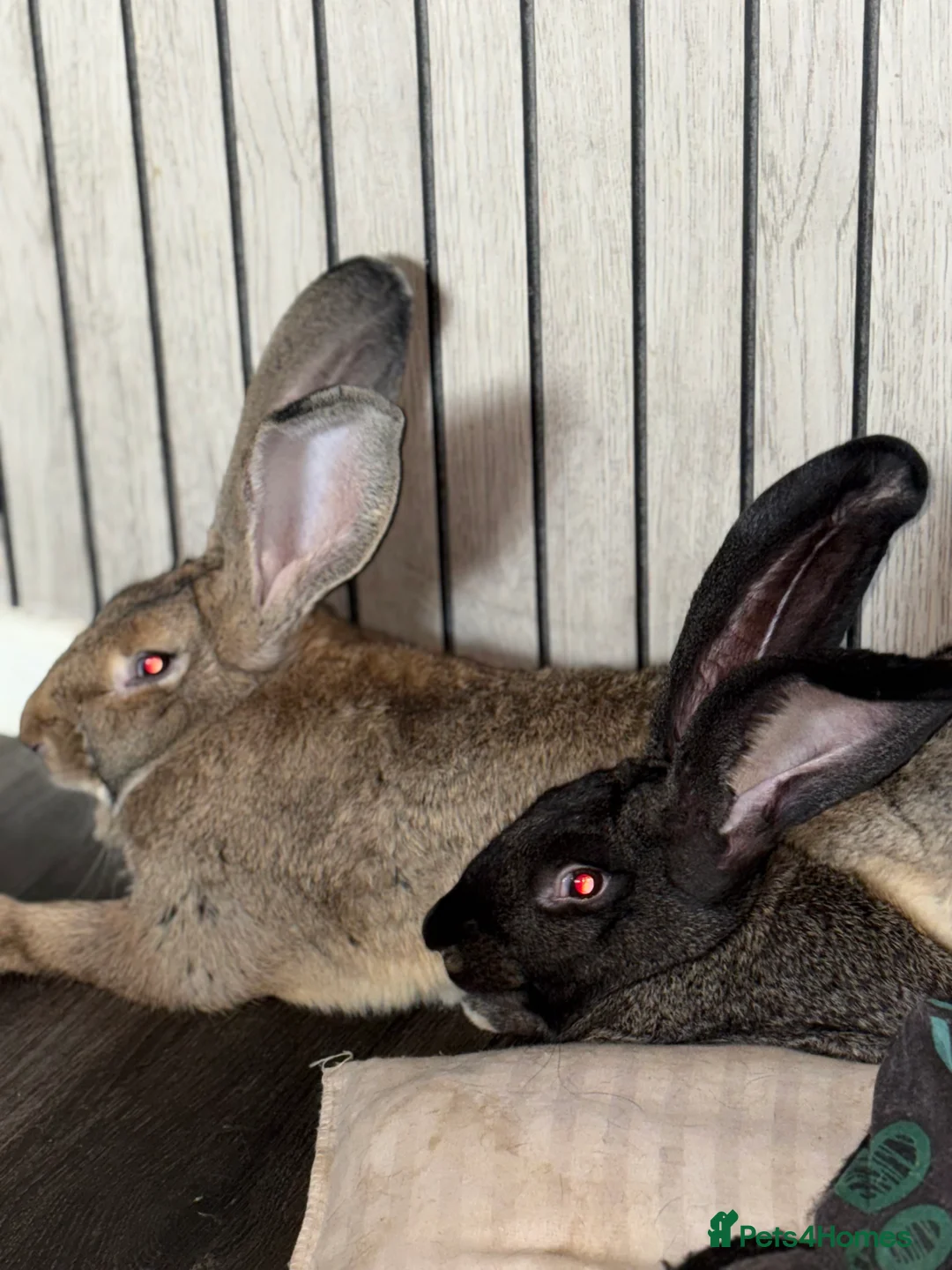 Continental Giant rabbits for sale: GERMAN GIANTS (continentals) 8 kits available  - Advert 4