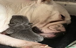 Mixed Breed dogs for sale: Puppies for sale  - Image 7