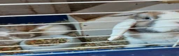 Mini Lop rabbits for sale:  3 Beautifull minilop babys ready to reserve  - Advert 12