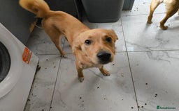 Mixed Breed dogs for sale: 7 Month Old Mixed Breed Puppy - Image 2