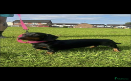 Dachshund dogs for sale: Dachshund  - Image 5