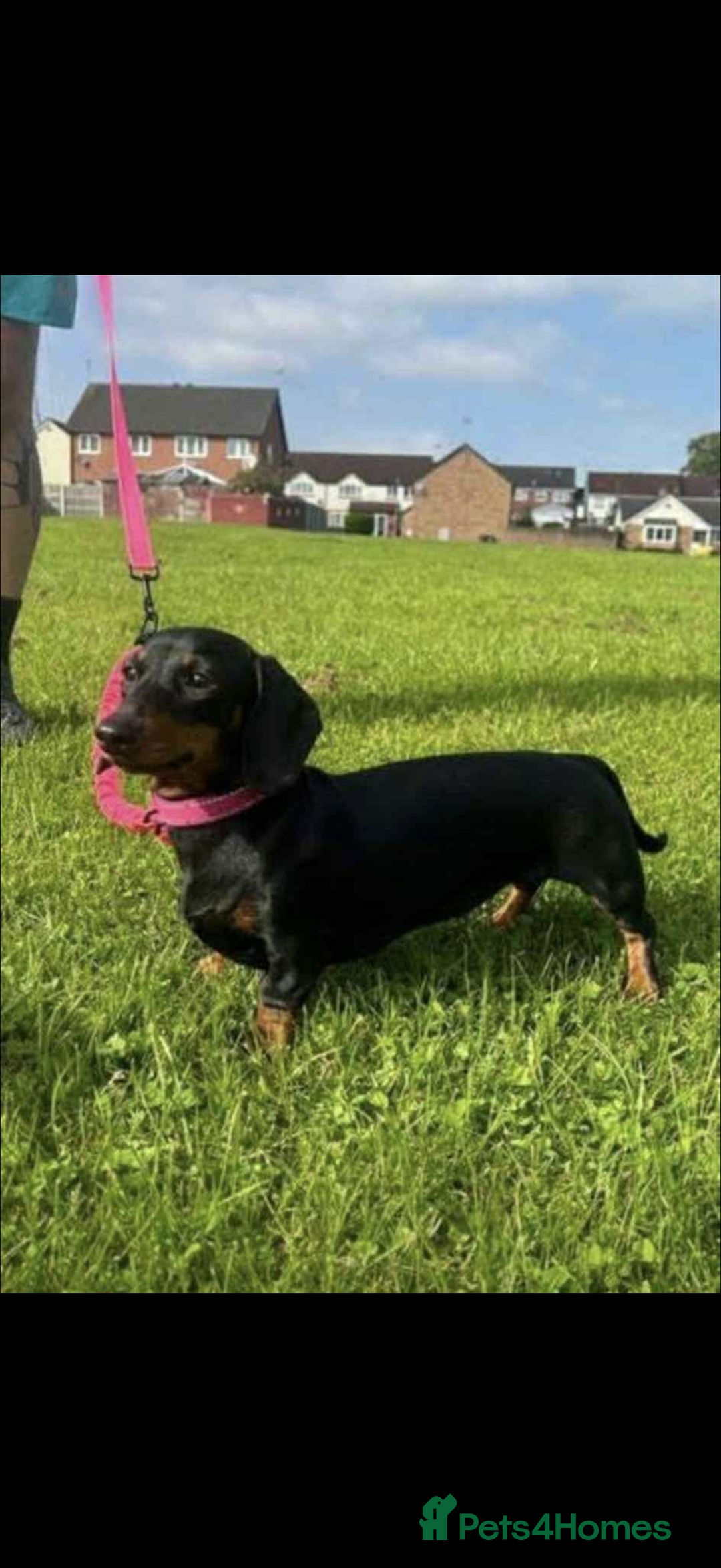 Dachshund dogs for sale: Dachshund  - Image 5