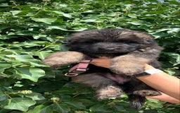 German Shepherd dogs for sale: Long Haired GSD Puppies. Only 1 boys LEFT!  - Image 23