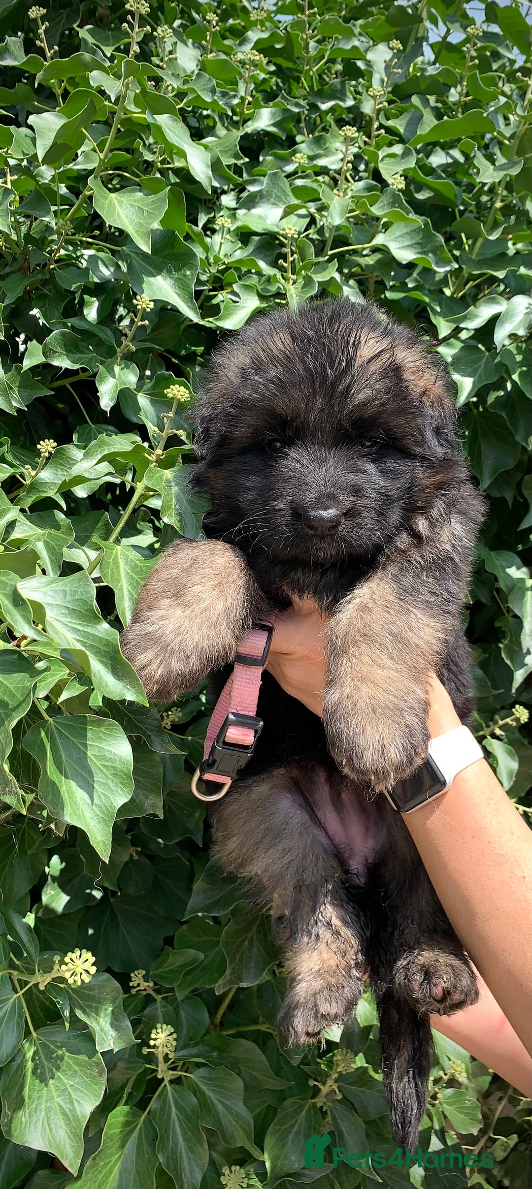 German Shepherd dogs for sale: Long Haired GSD Puppies. Only 1 boys LEFT!  - Image 23