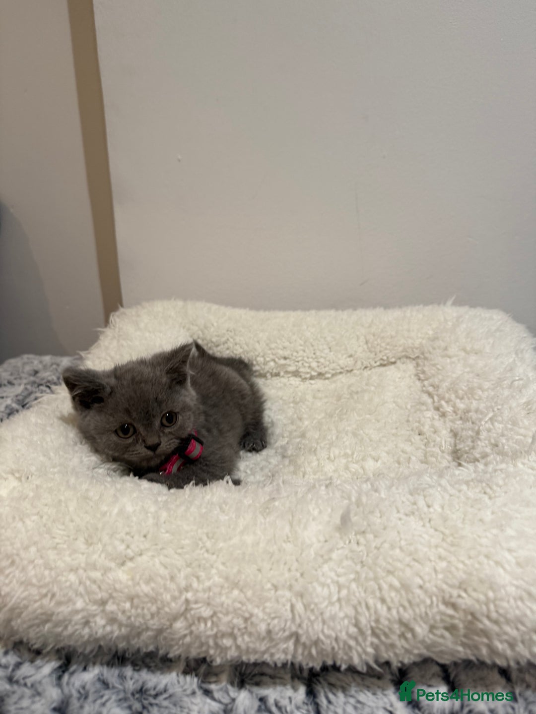 British Longhair cats for sale: Pure blues  - Image 20