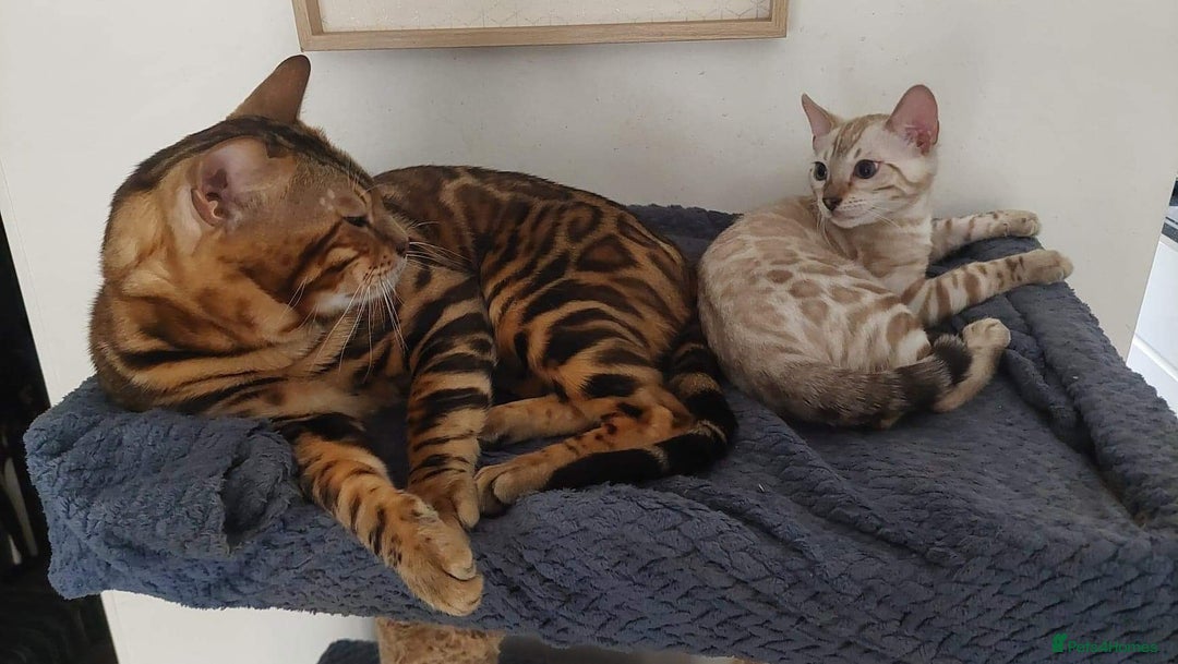 Bengal cats for sale: Bengal beauty  - Advert 13