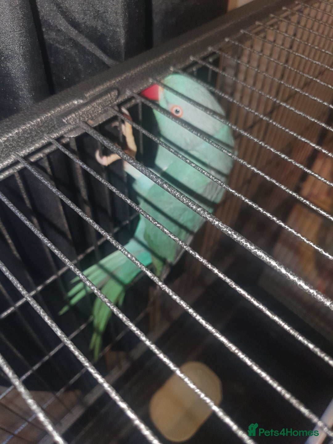 Ringnecks birds for sale: Blue Indian ringneck - Advert 2