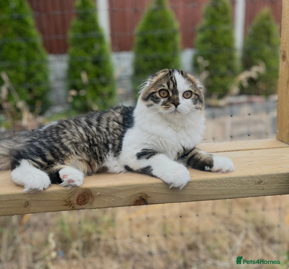 Scottish Fold cats Scottish Fold TICA Pedigree  - Advert 2