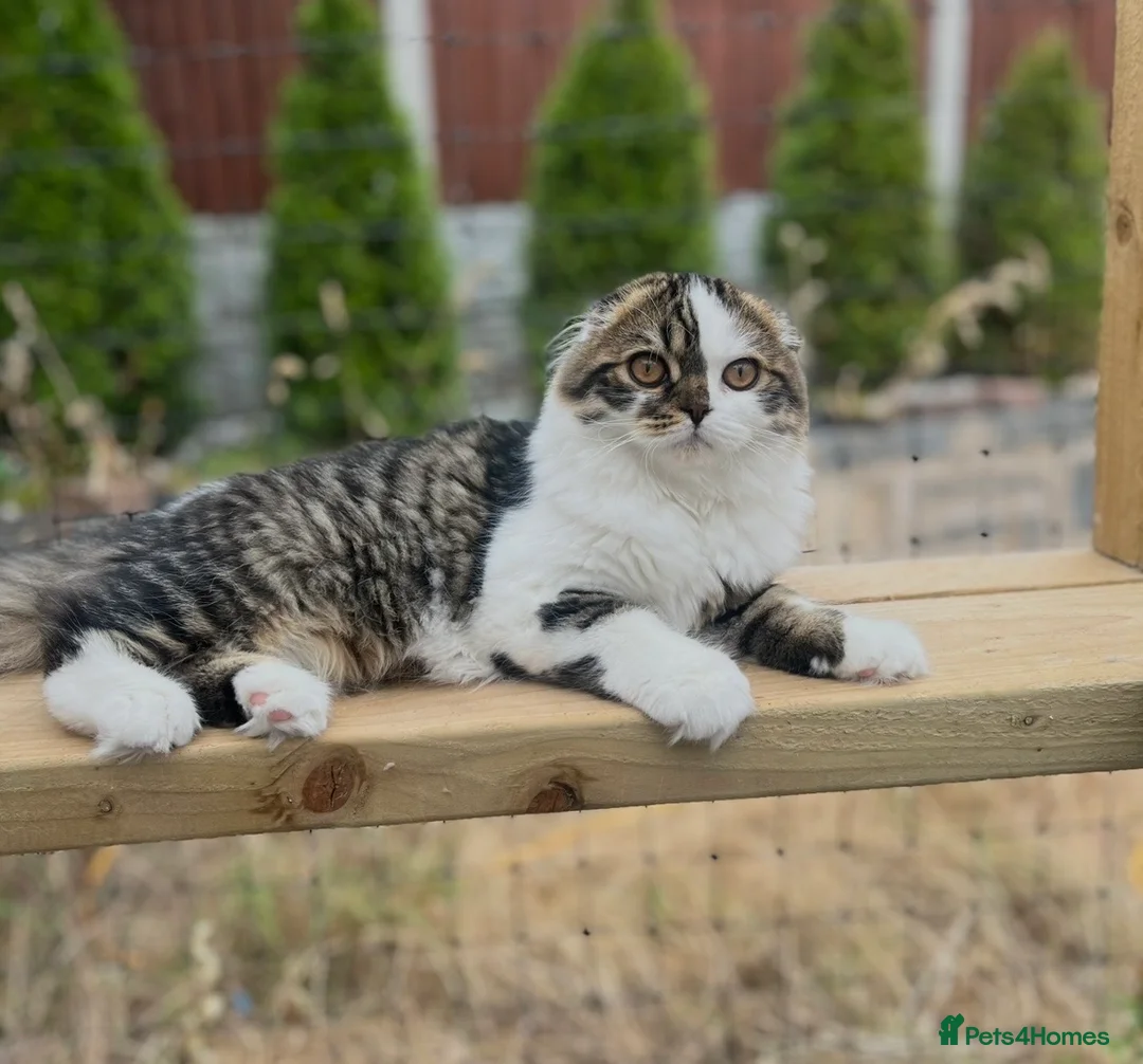 Scottish Fold cats for sale: Scottish Fold TICA Pedigree  - Advert 2