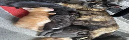 Mixed Breed cats for sale: Cute Little Kittens Available Now  - Advert 2