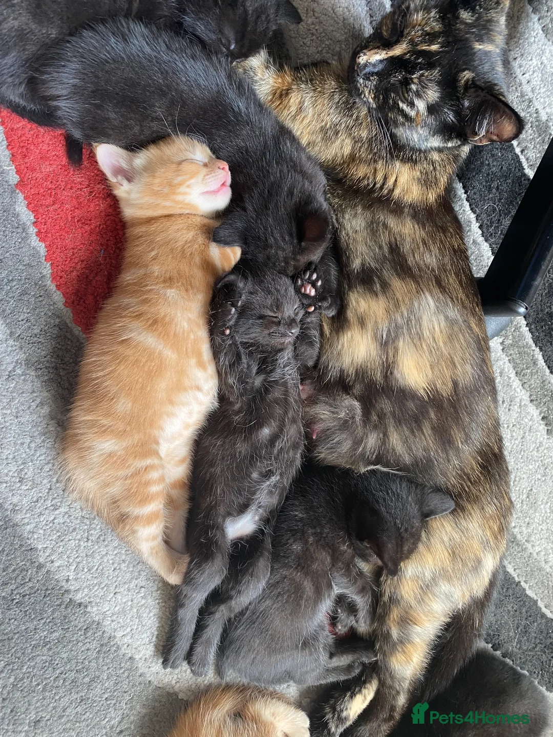 Mixed Breed cats for sale: Cute Little Kittens Available Now  - Advert 2