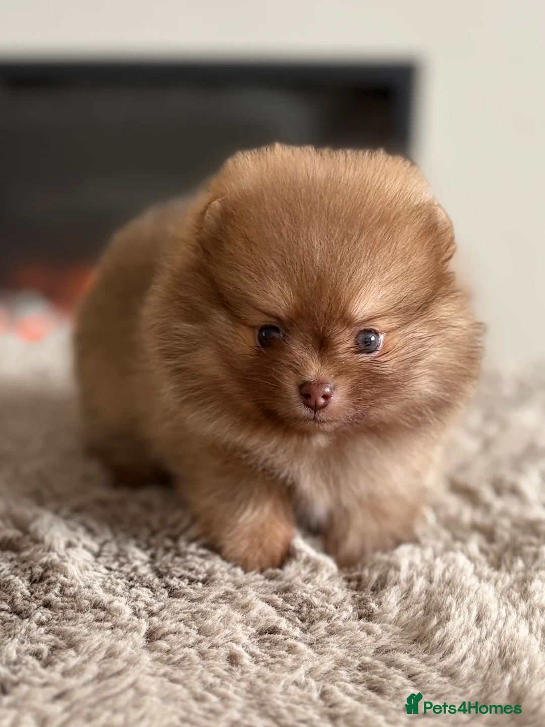 Pomeranian dogs for sale: True type Pomeranian puppy’s KC 🐾🤎🥰🤩🐾 - Advert 26