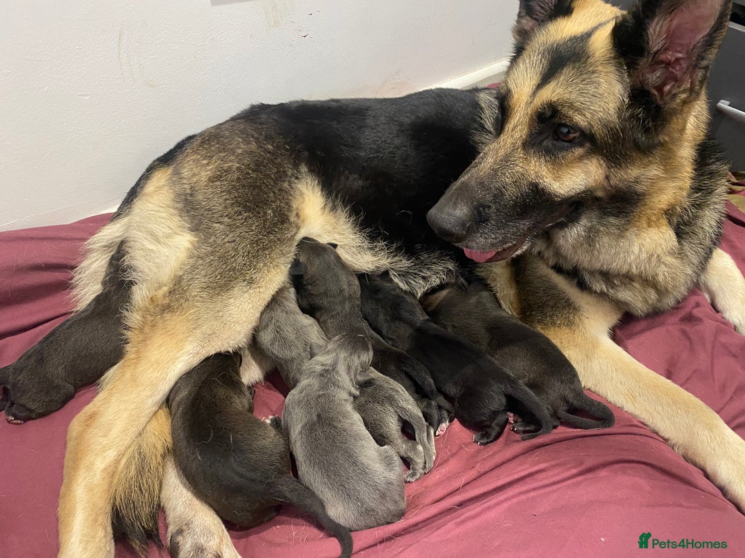 Mixed Breed dogs for sale: GREAT DANE X GERMAN SHEPHERD PUPPIES READY TO GO - Image 11