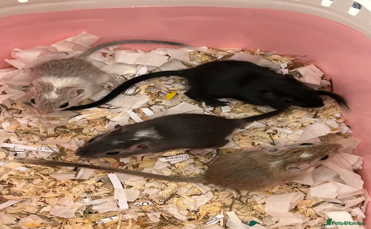 Gerbil rodents - Advert 10
