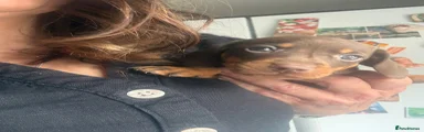 Dachshund Puppy 1