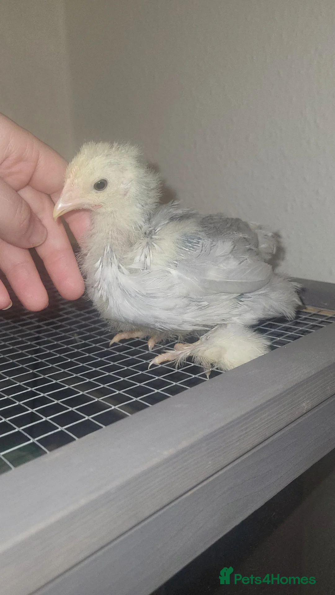 Chickens poultry for sale: Beautiful pekin chickens - Advert 2