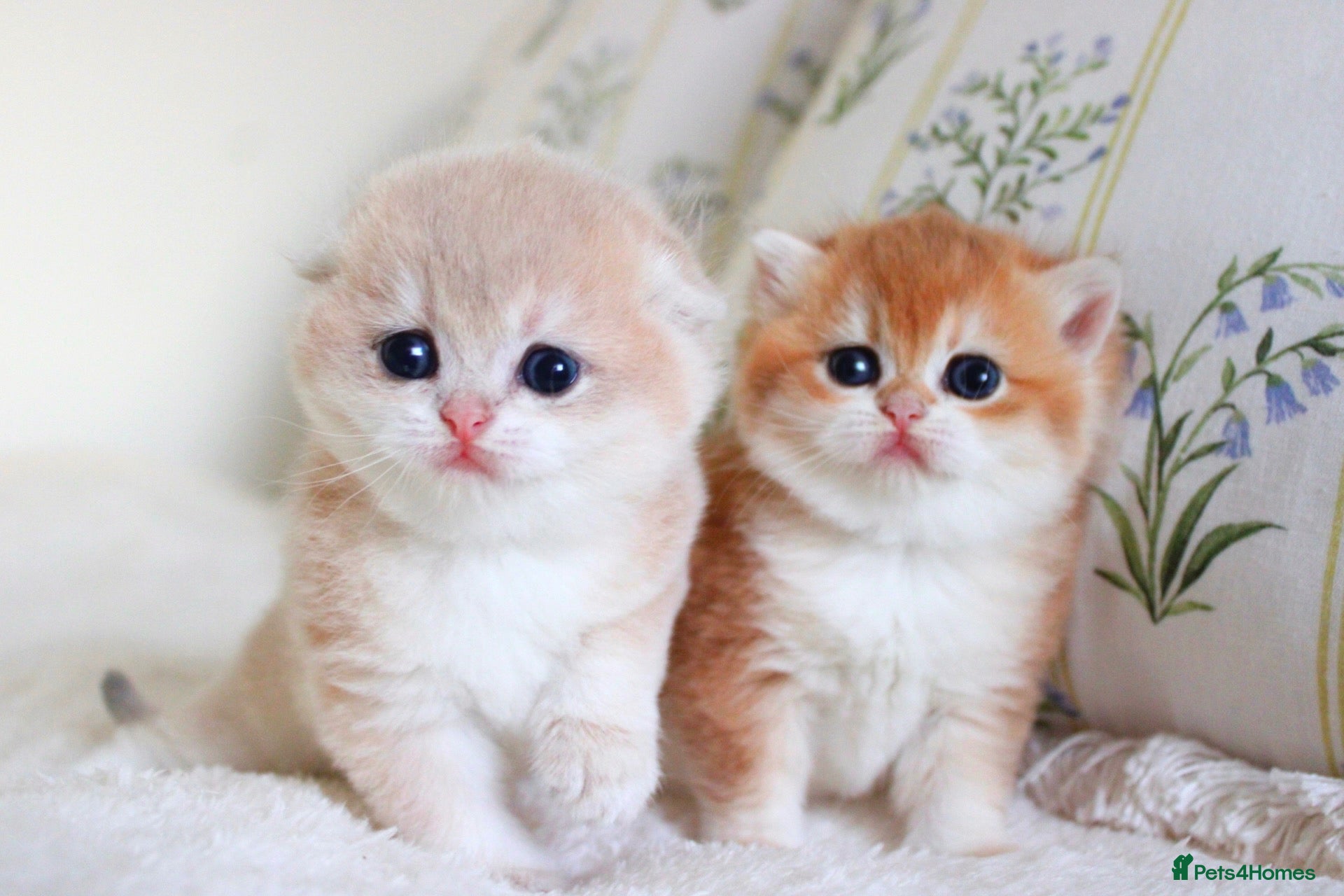 Scottish Fold cats for sale: **RARE & EXCLUSIVE SCOTTISH FOLD BABIES - Advert 9