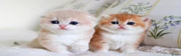 Scottish Fold cats for sale: **RARE & EXCLUSIVE SCOTTISH FOLD BABIES - Advert 1