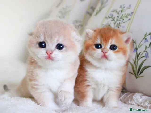 Scottish Fold cats for sale: **RARE & EXCLUSIVE SCOTTISH FOLD BABIES - Advert 11