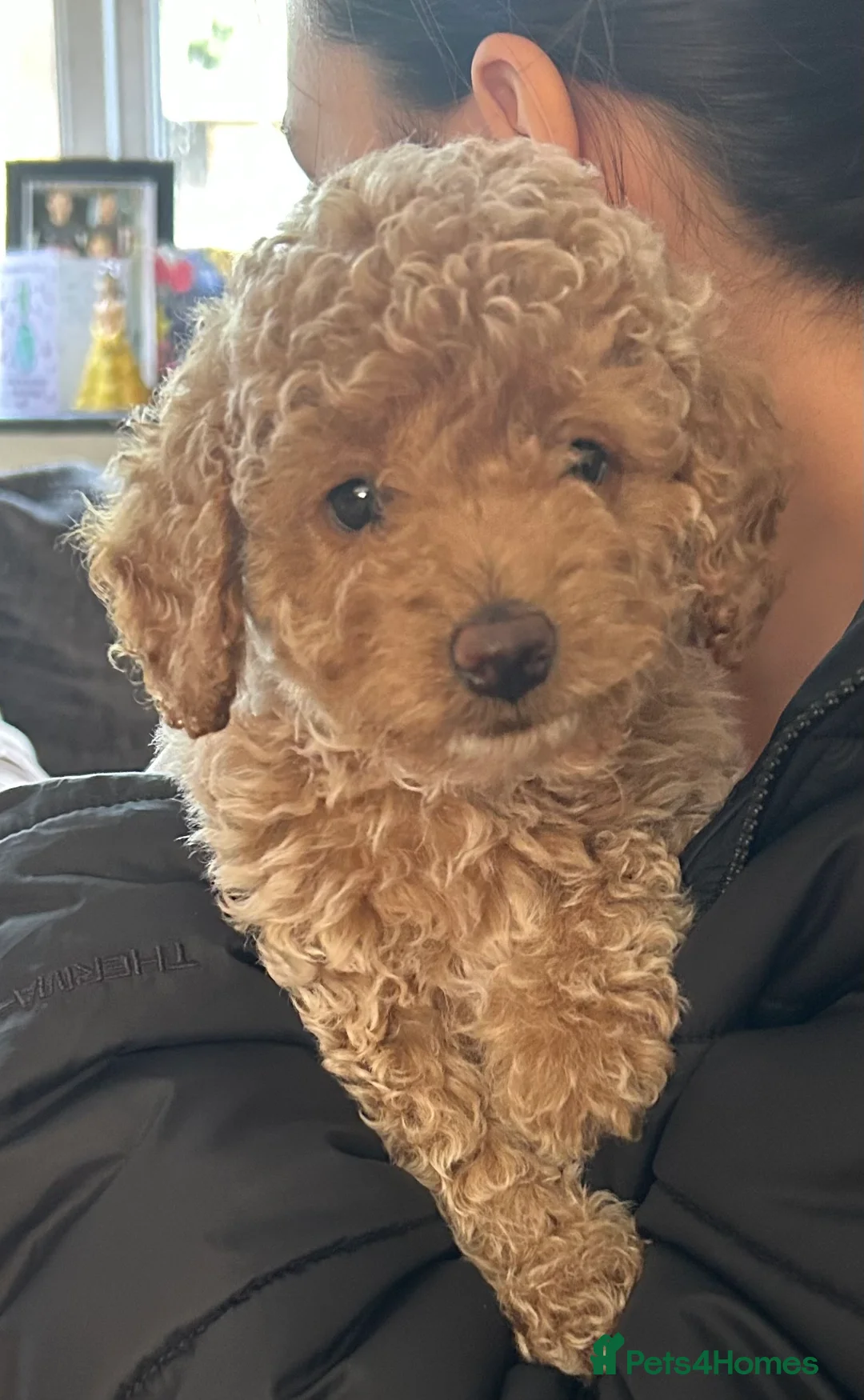 Cockapoo dogs for sale: Beautiful Cockapoo for sale LAST BOY LEFT DISCOUNT - Advert 1