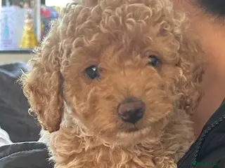 Cockapoo dogs Beautiful Cockapoos for sale - Advert 4