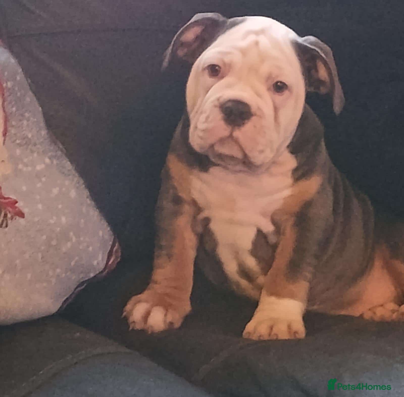 Olde English Bulldogge dogs 🩷 last puppy available ready now💗 - Advert 13