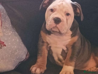 Olde English Bulldogge dogs 🩷 last puppy available ready now💗 - Advert 4