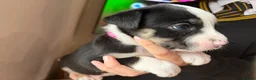 Mixed Breed dogs for sale: 🐾BULLDOG X BORDER COLLIE PUPPIES - Advert 34