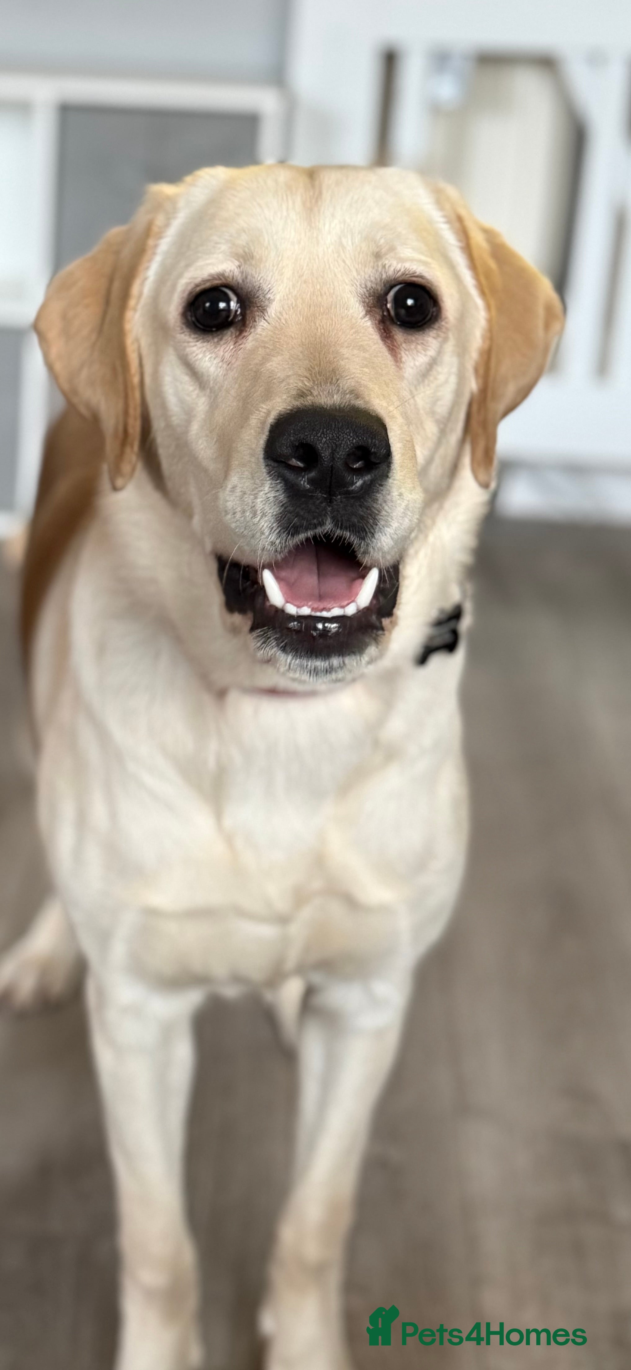 Labrador Retriever dogs Female Labrador rehome  - Advert 10