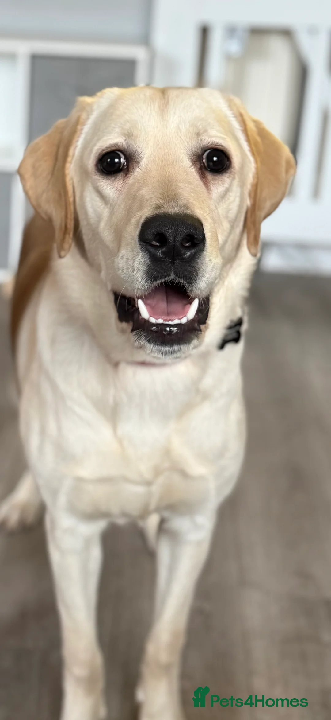 Labrador Retriever dogs for sale: Female Labrador rehome  - Advert 1