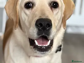 Labrador Retriever dogs Female Labrador rehome - Advert 1