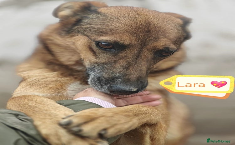 Mixed Breed dogs - Advert 2