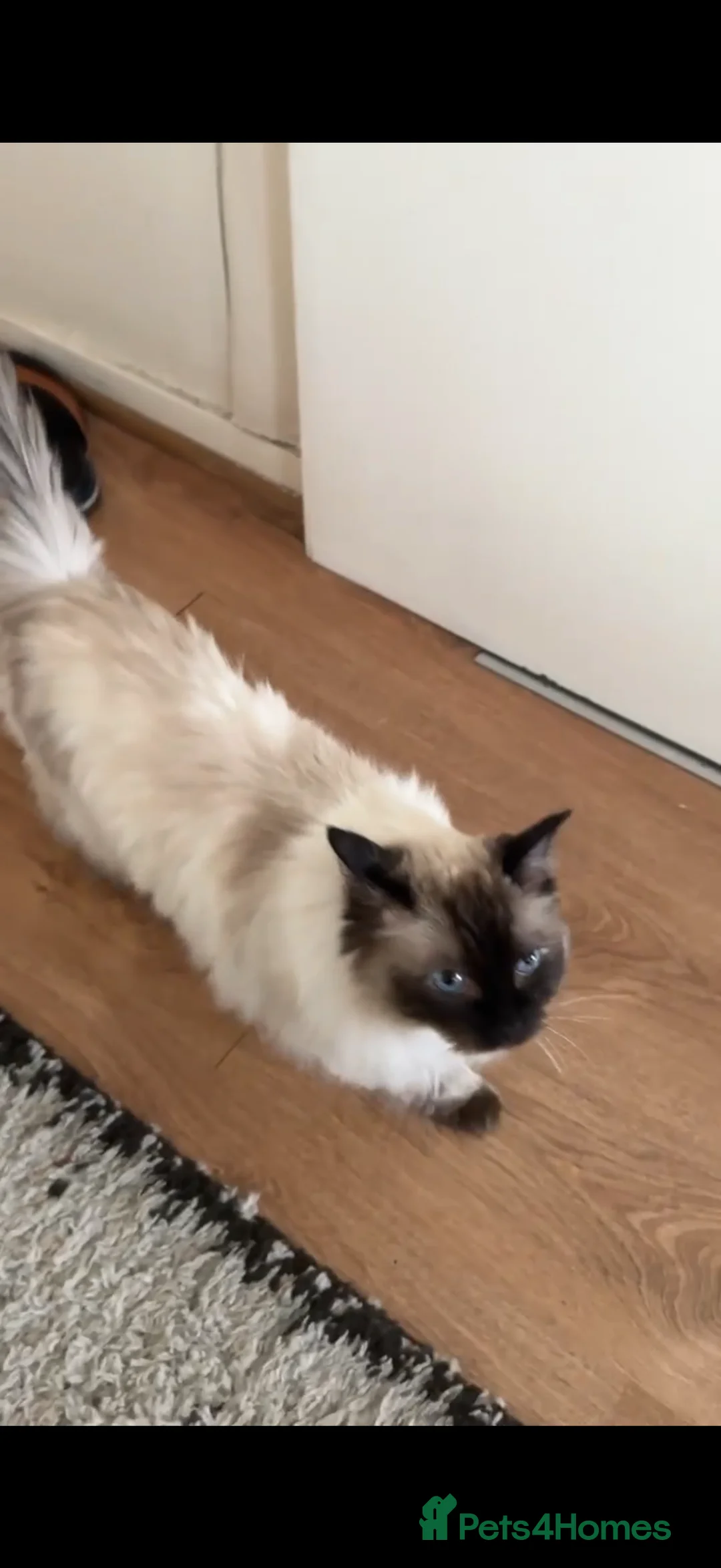 Ragdoll cats for sale: Kitty - Advert 2