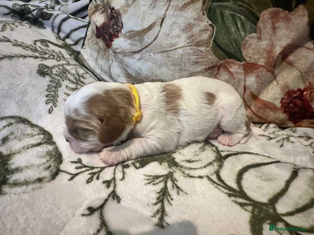 Mixed Breed dogs for sale: Cockalier puppies  - Advert 19
