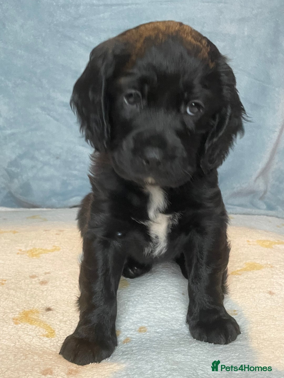 Mixed Breed dogs for sale: Cocker Spaniel cross Cavapoo Pups - Image 6