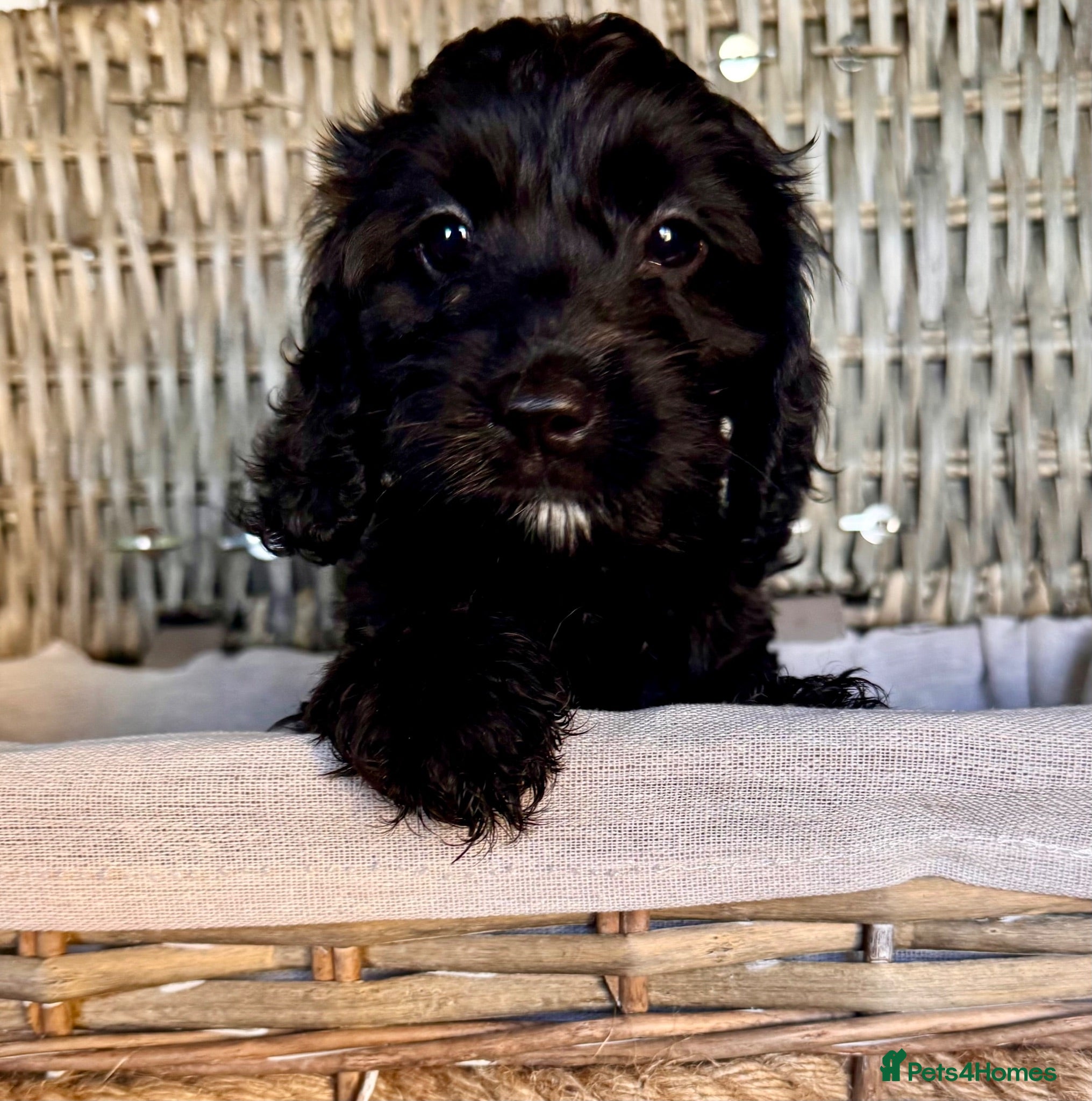 Cockapoo dogs NOW READY. 3 REMAINING HEALTH CHECKED COCKAPOOS  - Advert 2