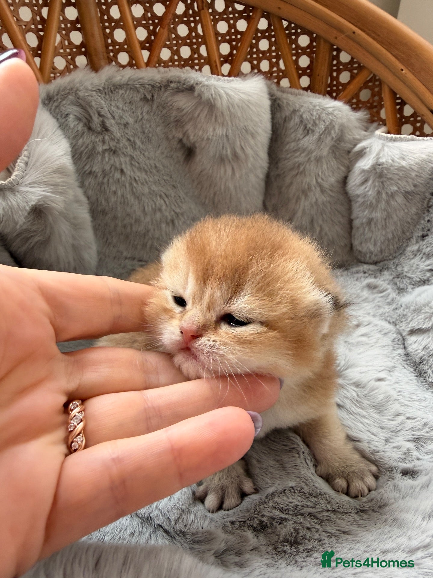 British Shorthair cats BSH golden kittens show quality TICA reg - Advert 11