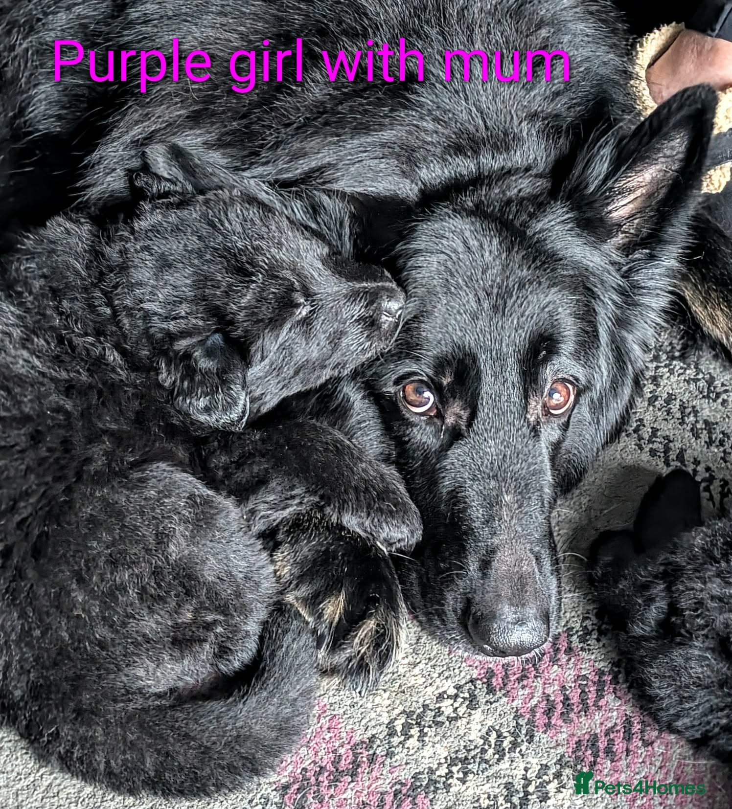 German Shepherd dogs Stunning long haired GSD puppies  - Advert 1