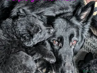 German Shepherd dogs Stunning long haired GSD puppies - Advert 1