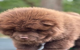 Chow Chow dogs for sale: Mr chow  - Image 10